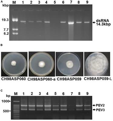 Two Novel Endornaviruses Co-infecting a Phytophthora Pathogen of Asparagus officinalis Modulate the Developmental Stages and Fungicide Sensitivities of the Host Oomycete